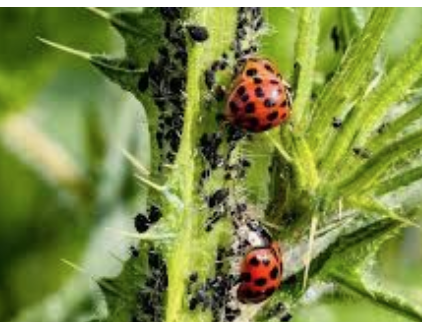 pests and diseases