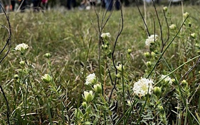 wildflowers