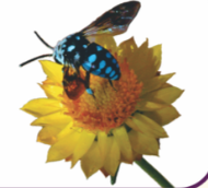 bee on flower