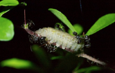 butterfly in a cacoon or is it caterpillar in a cacoon?