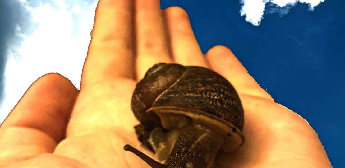 snail hand small file