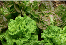 cheap and easy food gardening