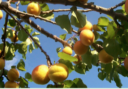 summer pruning workshop