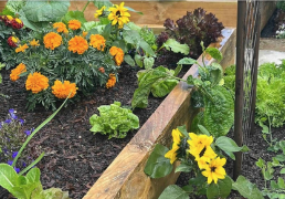 vege growing beyond the basics event my smart garden veggie growing beyond the basics