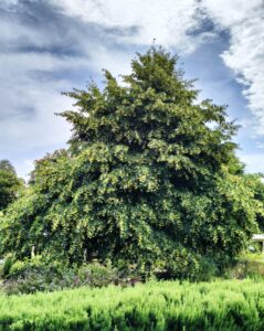 not the Telopea speciosissimas