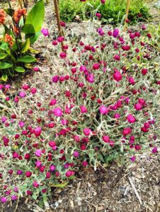 a plant with red/pink flowers